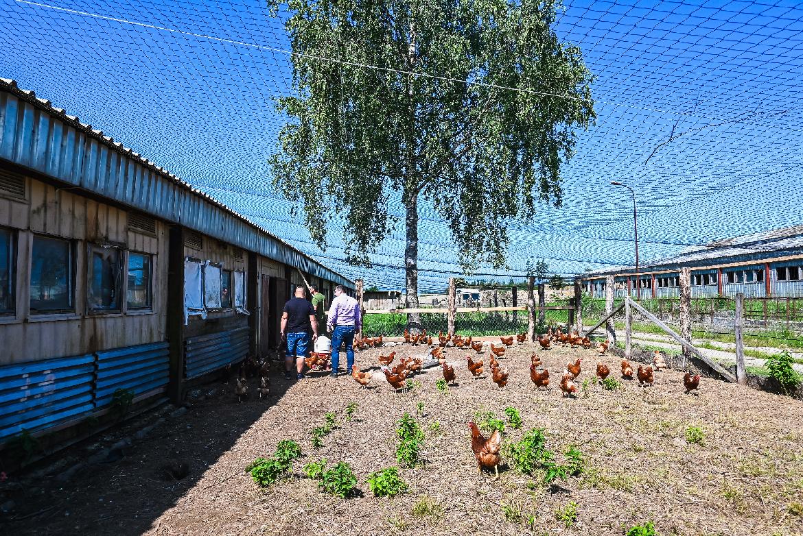 Mestská farma Brezinky už prináša plody svojej práce.  Produkuje vajíčka z vlastného chovu