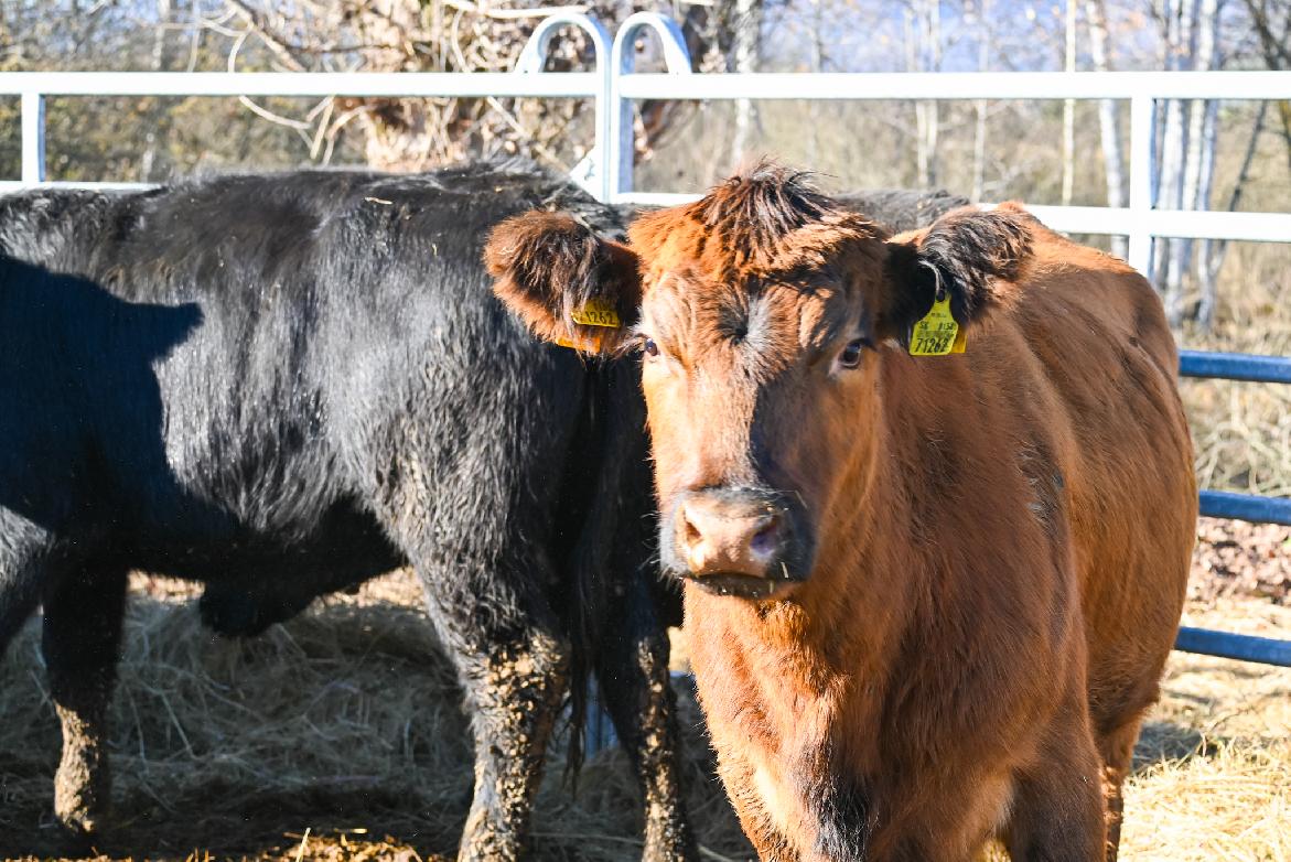 Mestská farma Brezinky napreduje. Chov hovädzieho dobytka rozšírila o nové plemeno