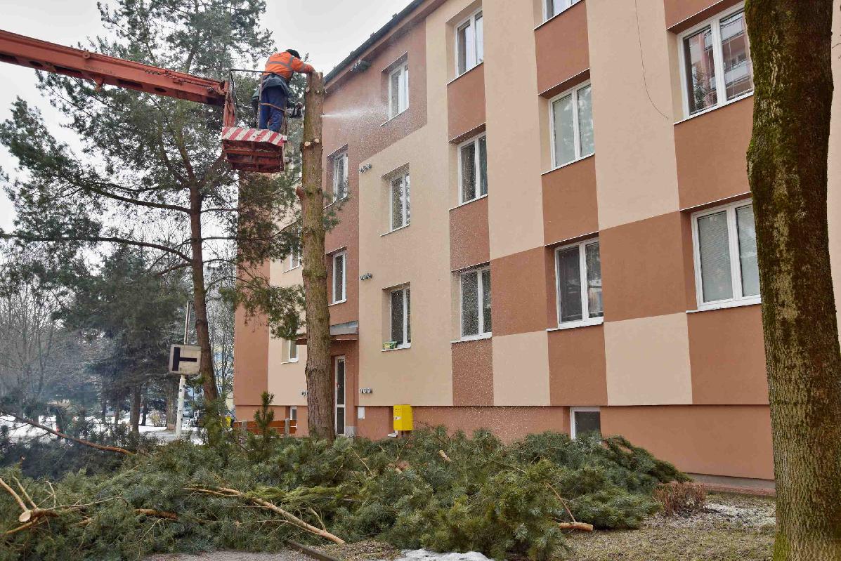 obr: Výrub drevín v meste je v plnom prúde. Obdobie vegetačného pokoja pomaly končí