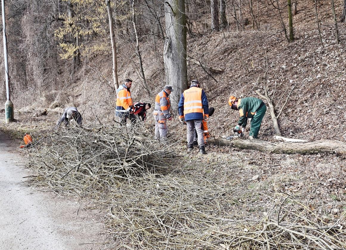 obr: Blíži sa koniec obdobia určeného na výrub drevín