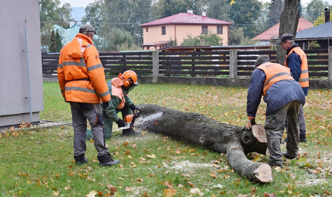 Opodstatneným prípadom na vydanie súhlasu na výrub dreviny je najmä preukázanie jej zlého zdravotného stavu