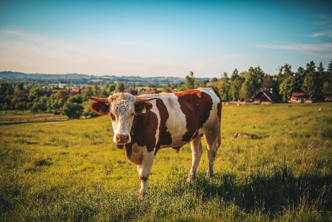 MIMORIADNA SITUÁCIA
