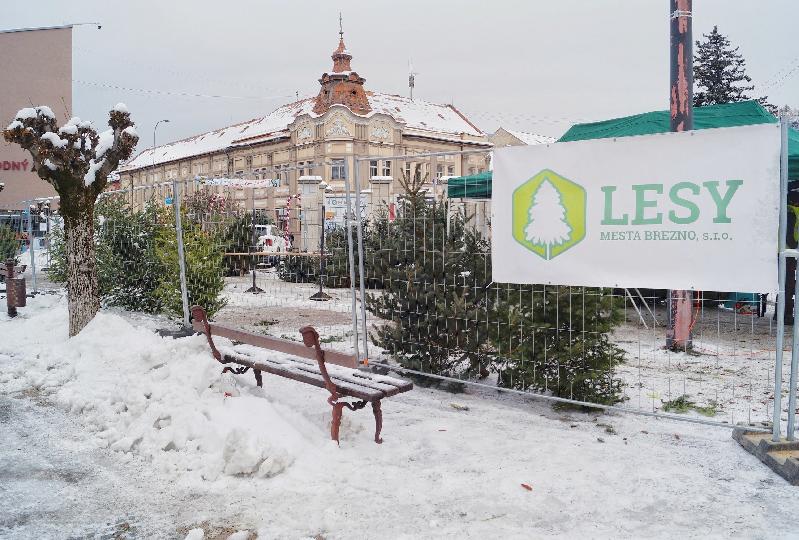 Mestské lesy spustili predaj vianočných stromčekov 