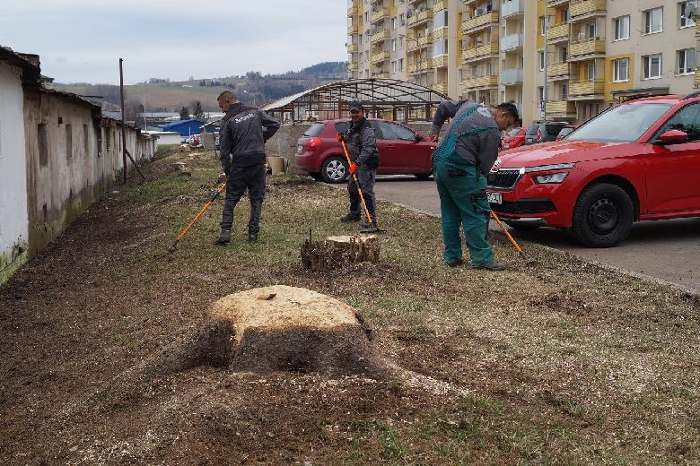 Odstránené stromy nahradia tisom