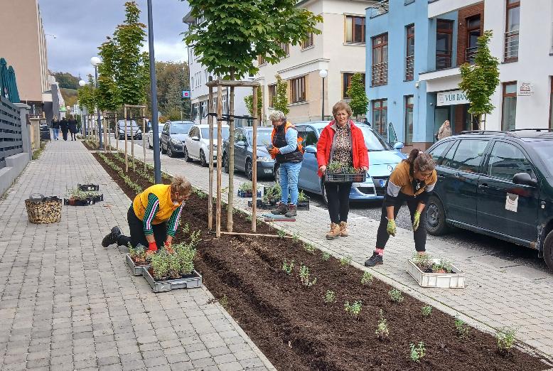Ulica Boženy Němcovej na jar zakvitne dofialova