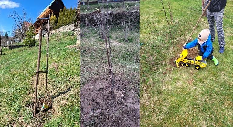 Záhradkári v Brezne vysadili desiatky ovocných stromov