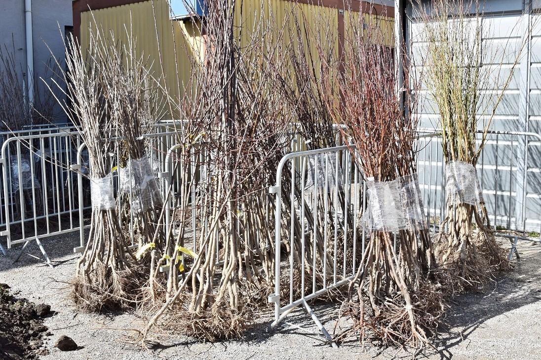 Projekt Strom do domu tentokrát poteší breznianskych záhradkárov