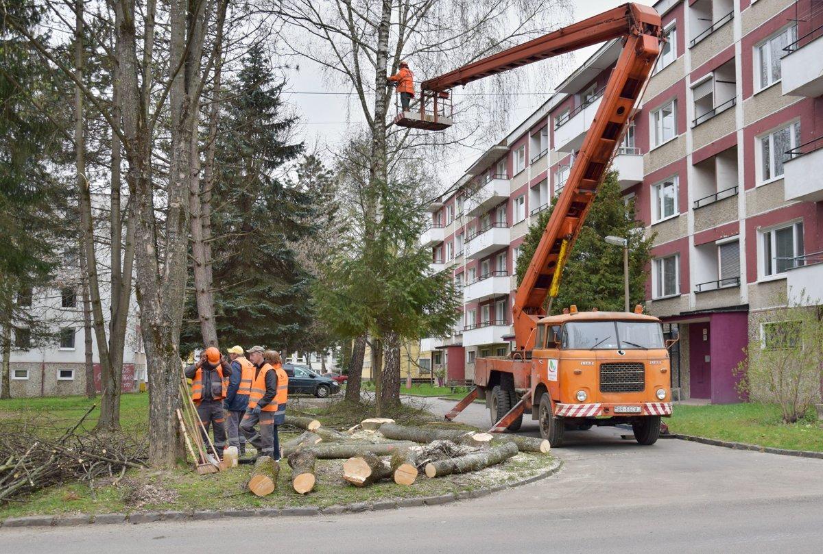 obr: Technické služby začnú s výrubom drevín po nadobudnutí právoplatnosti rozhodnutí