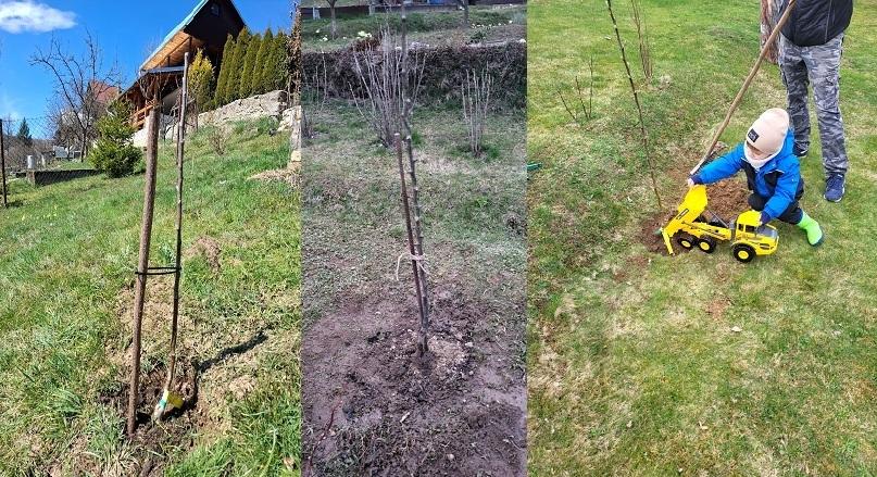 Záhradkári v Brezne vysadili desiatky ovocných stromov